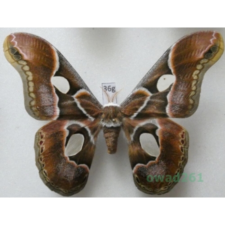 Rothschildia arethusa Walker, 1855 male Argentina 97mm36g